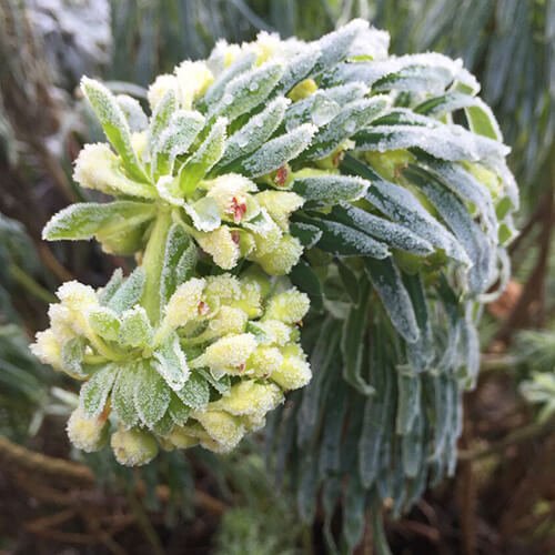 Euphorbia wulfenii in bloom